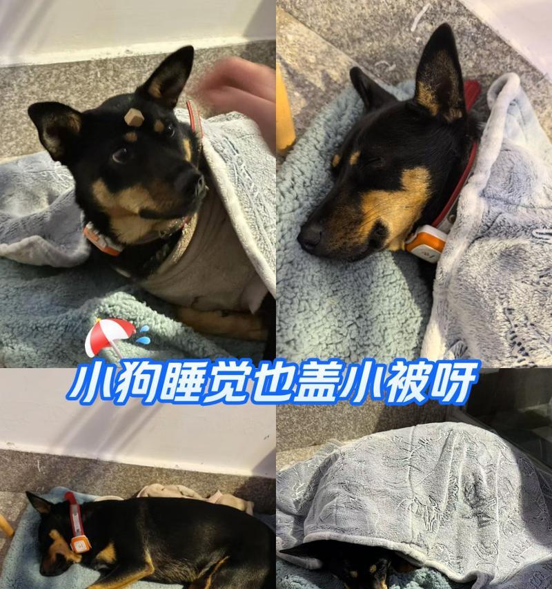 狗狗晚上需要的睡眠时间及影响因素（揭秘狗狗夜间睡眠需求，主人必读）