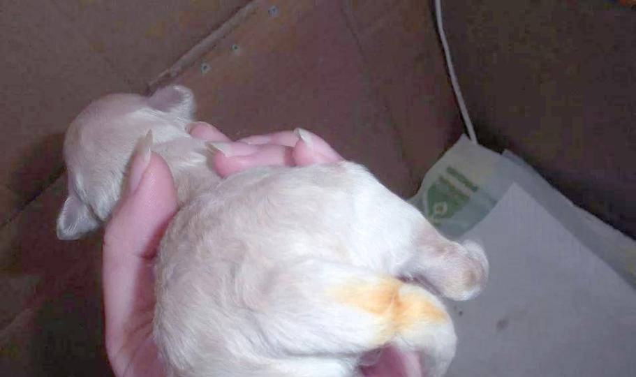 幼犬断尾手术的方法与步骤（幼犬断尾手术的安全与注意事项）