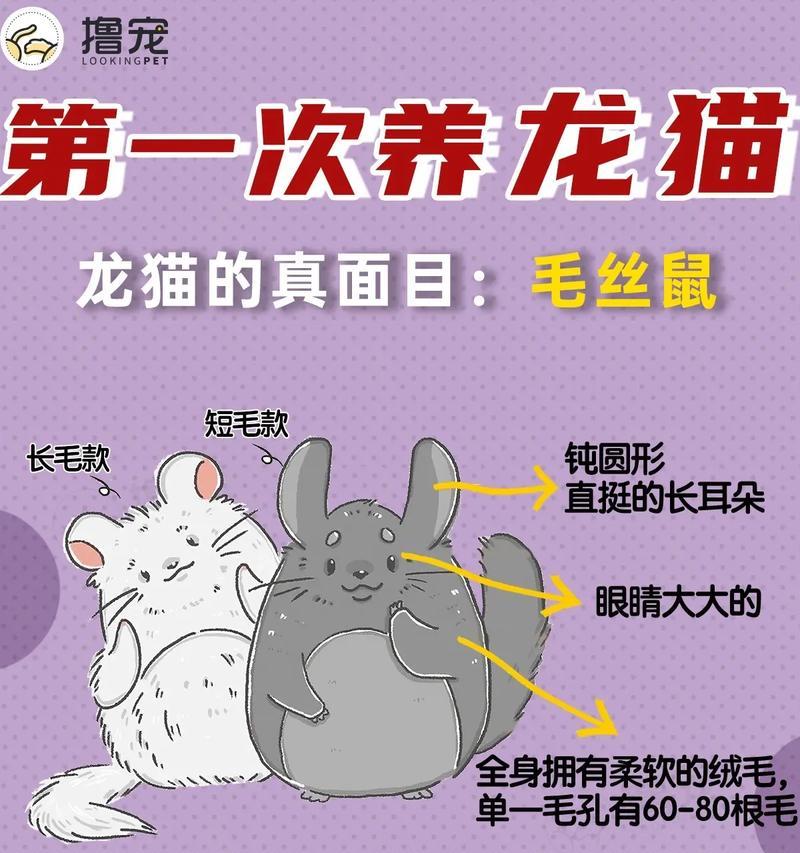 初次饲养龙猫的新主人应该如何做好饲养？（提高龙猫饲养质量的关键要求与技巧）