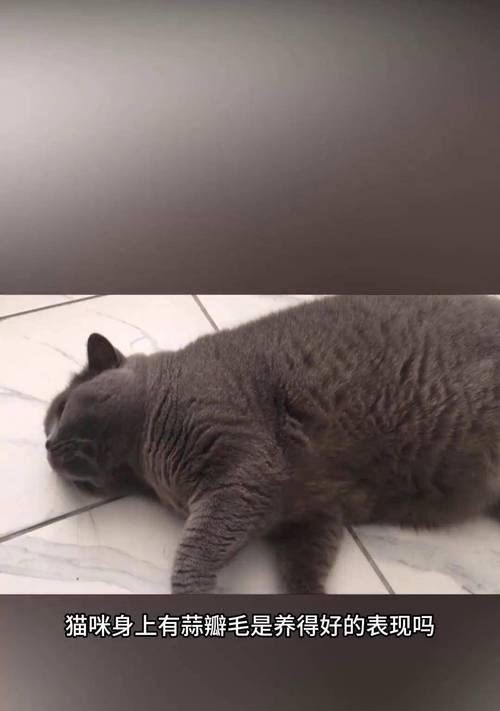 蓝猫剃毛后需要多长时间才能长出来？（剃毛对蓝猫毛发生长的影响及恢复时间）