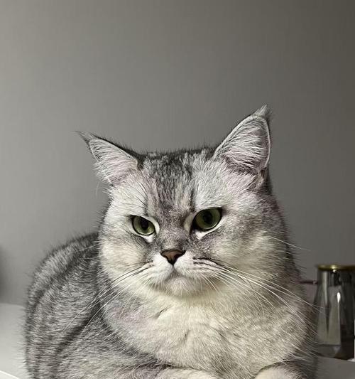 7种最适合新手养的猫，性格好无负担（选择宠物猫，顾虑的问题不再是问题）