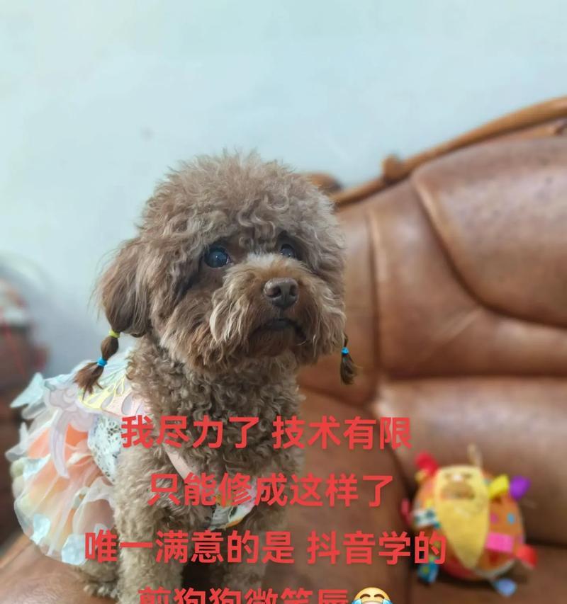 最受欢迎狗狗的最新价格表及基本介绍（了解各种狗狗的价格和特点，选择适合您的宠物伴侣）