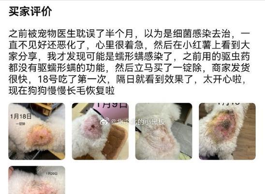 狗狗螨虫感染时间多久能痊愈？（了解螨虫感染后的治疗时间和注意事项）
