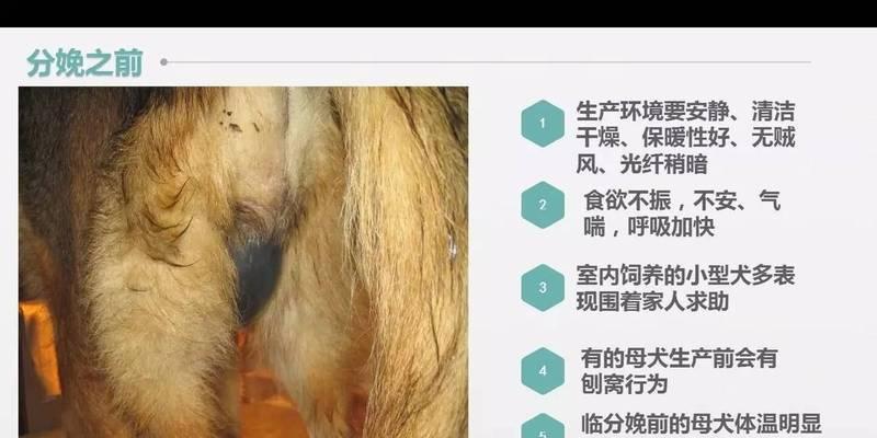 狗狗分娩的注意事项（了解分娩时间，确保母狗的健康）