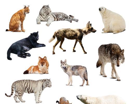 猫之伙伴（探索与猫咪相伴的动物世界）