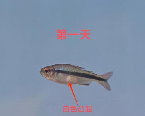揭秘鱼类疾病（探寻鱼类疾病的常见症状及防治方法）