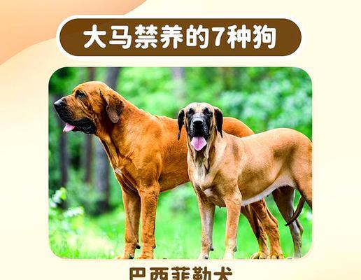 禁养大型犬的原因及繁育过程剖析（探究禁养大型犬的背后原因及繁育方法）