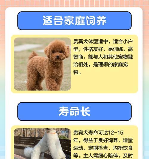 小贵宾洗澡的最佳时间和频率（了解小贵宾洗澡的时间间隔和注意事项）