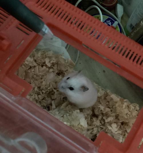 仓鼠之家（探索仓鼠世界中没有病毒的品种和保健措施）