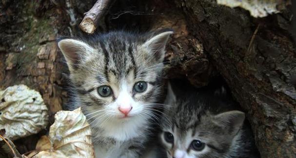 如何快速分辨小猫性别？（一招让你轻松辨别小猫性别的方法）