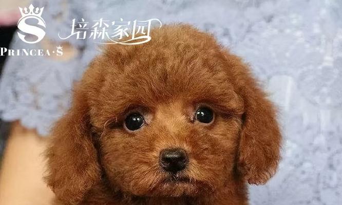 小泰迪狗的品种特点（探索小泰迪狗的丰富多样性与迷人魅力）