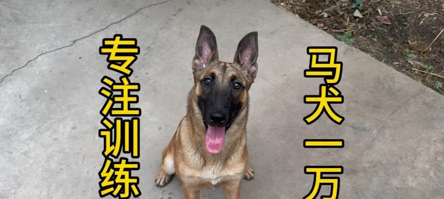 马犬训练的有效方法（从基础训练到高级技能，打造听话顺服的马犬）