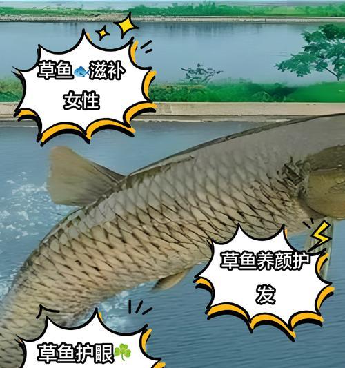 观赏鱼中适合以水草为主食的品种（探索适合水草饲料的观赏鱼，让水族箱更加自然生态化）