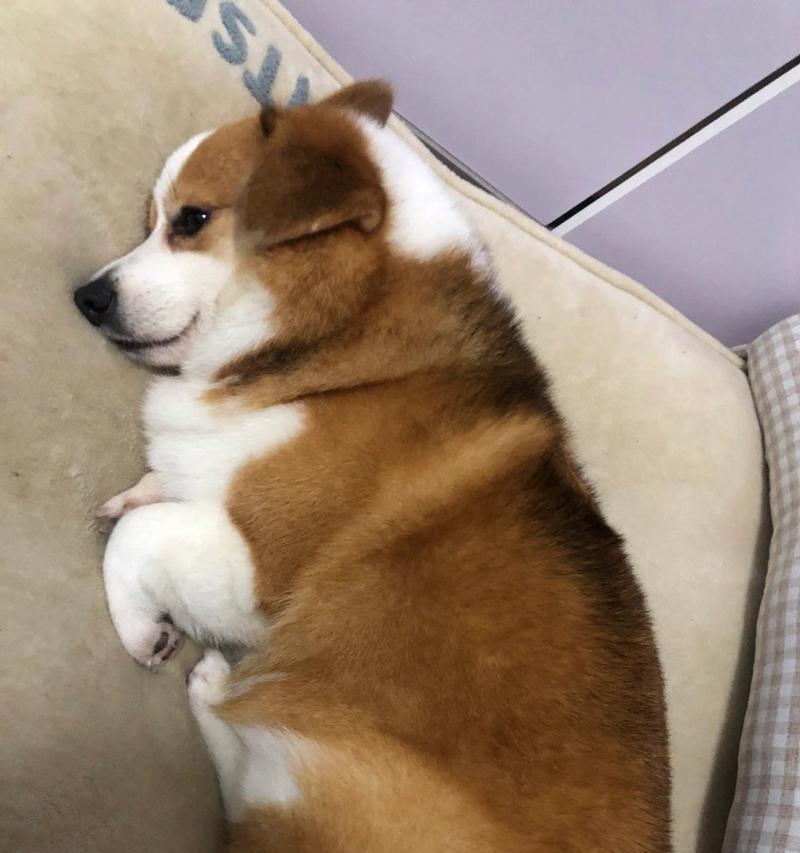 闪耀的金黄色犬族（探索世界上几种毛色金黄色的犬类及其特点）