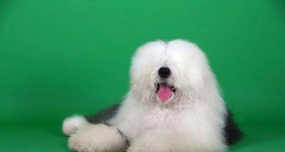 寻找古牧的足迹（回顾风靡一时的“古牧”玩赏犬与现今的沉寂）