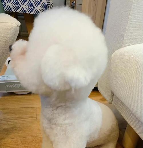 熊宝宝的洗澡频率究竟是多久一次？（揭秘比熊洗澡的正确时间和注意事项）