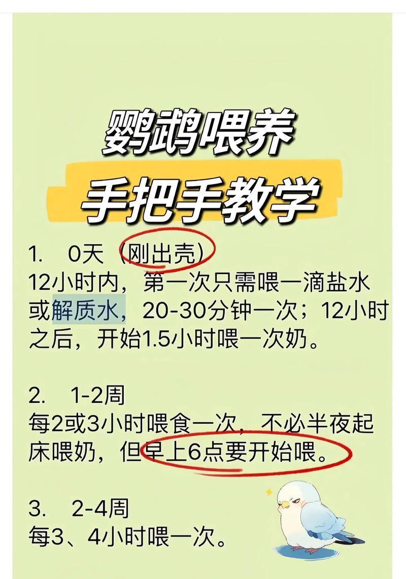 饲养鹦鹉幼鸟的技巧——助你培养健康可爱的小伙伴（从幼鸟抵家到成长成熟，这些技巧是你的贴心导航！）