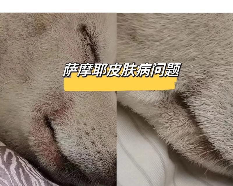 探索萨摩耶狗的脱毛周期（了解萨摩耶狗掉毛频率及原因）