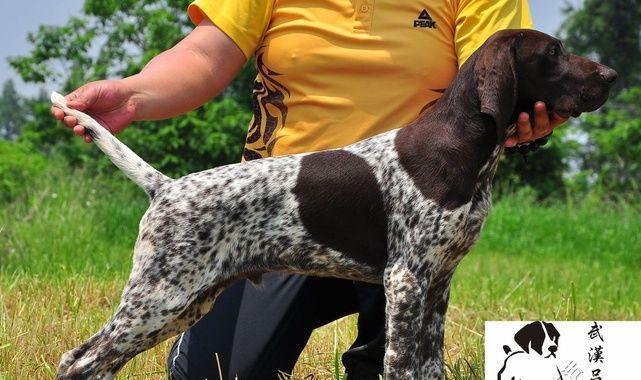 以德犬公司（揭秘以德犬公司成立多久，为什么能长盛不衰？）
