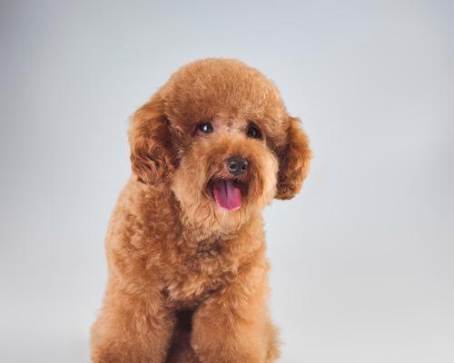泰迪犬价格与颜色（探讨泰迪犬的价格因素与不同颜色的市场价值）
