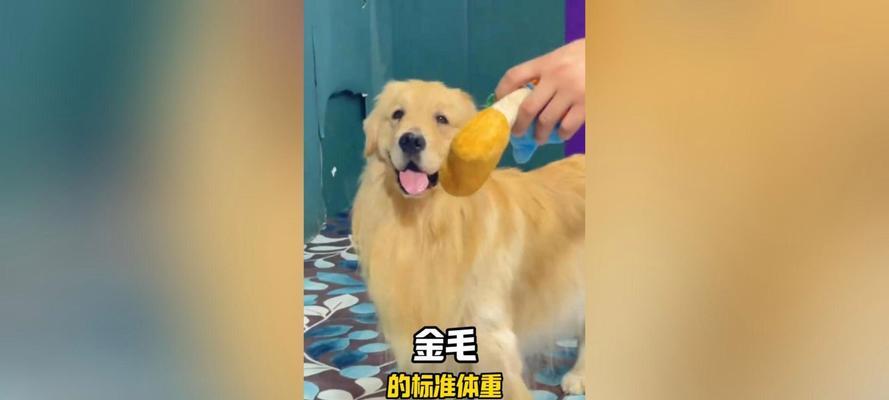 金毛犬的标准体重及如何保持体型健康（了解金毛犬的标准体重，让你的宠物保持理想身材）
