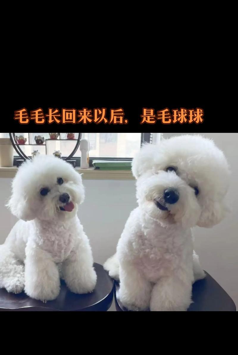 比熊剃毛后需要多久才能长回来？（探究比熊剃毛后的毛发生长周期及影响因素）