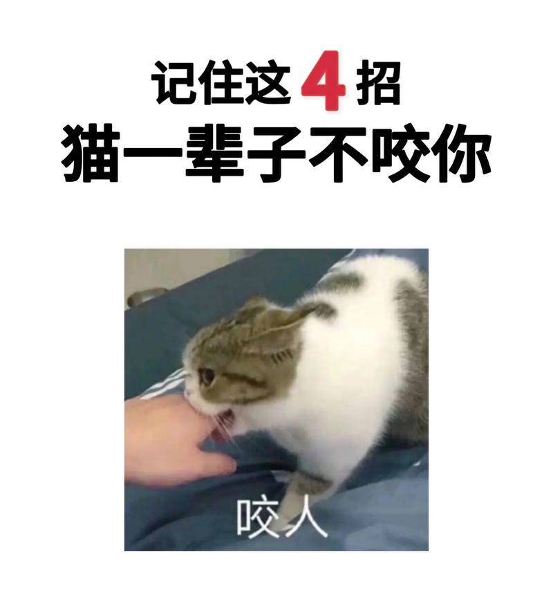极端高温天，养猫记住这6点，对猫好处大（如何在高温天气中正确照顾你的猫咪？）