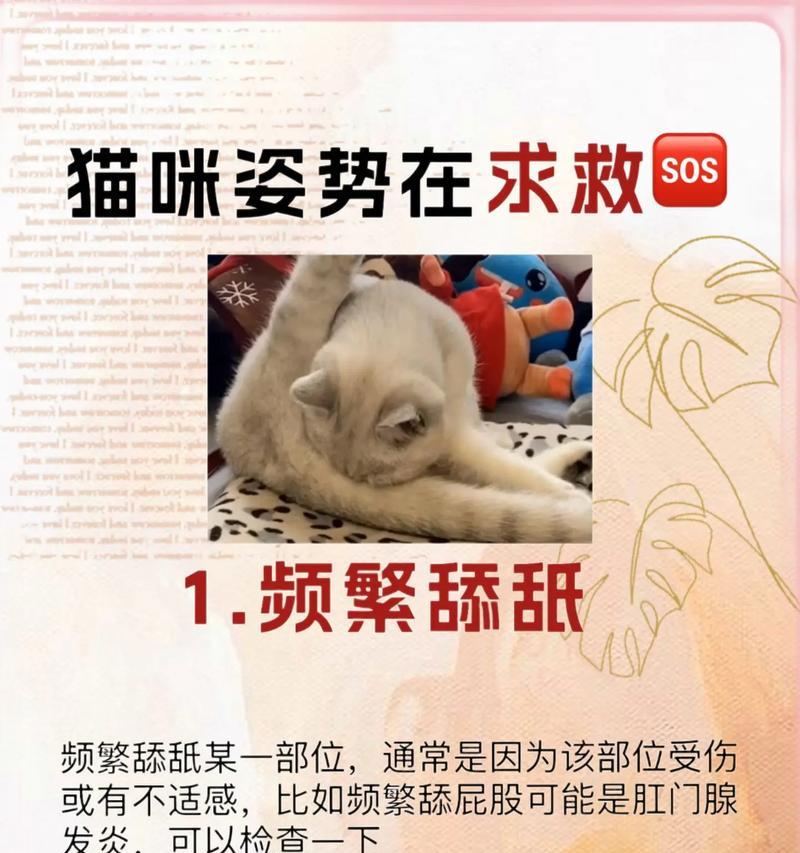 小猫驱虫的时间和方法探究（了解小猫体内驱虫的时间和打虫方法，宠物健康从预防开始）
