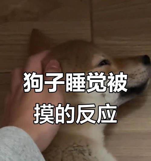狗狗睡觉症状一览（了解你的狗狗）