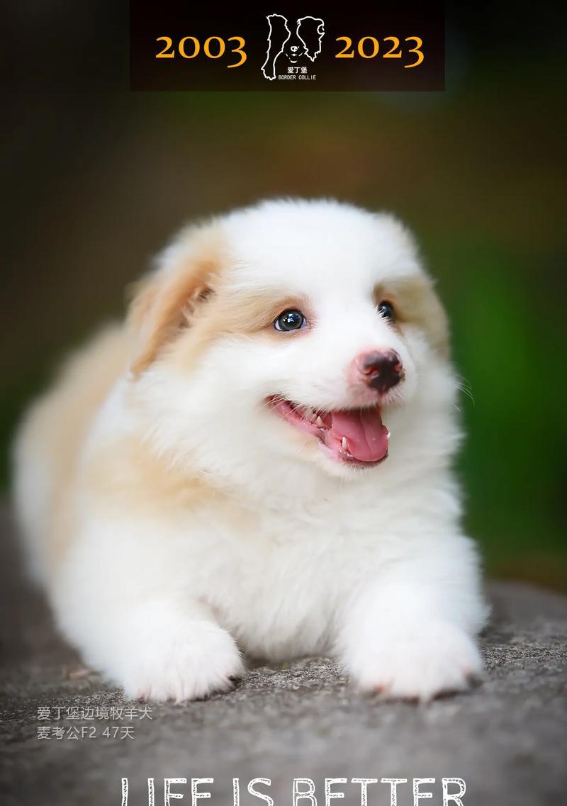 边境牧羊犬价格揭秘（以边境牧羊犬多少钱一只？价格受什么影响？）