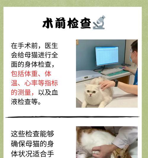 猫咪体检全过程详解（了解猫咪体检所需时间及注意事项）