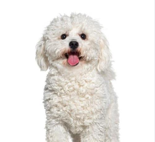 比熊犬（探索比熊犬的优点与养护之道）