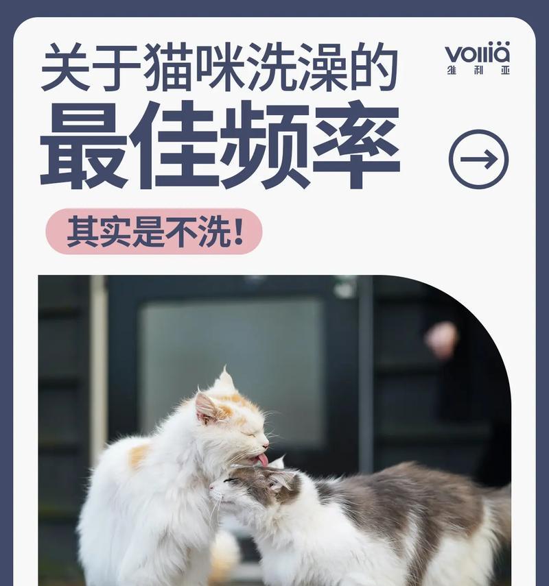 猫咪炎热天气洗澡的频率及注意事项（如何科学给猫咪洗澡，）