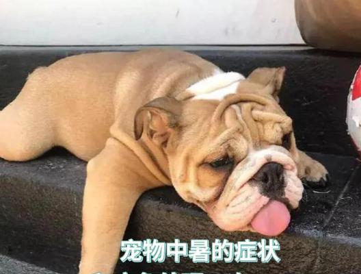 狗狗中暑的症状及应急处理方法（宠物狗狗中暑后，如何及时救助？）