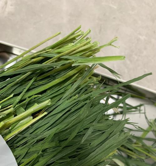 以兔草可以保存多久？（探索兔草保存的最佳方法和有效期限）