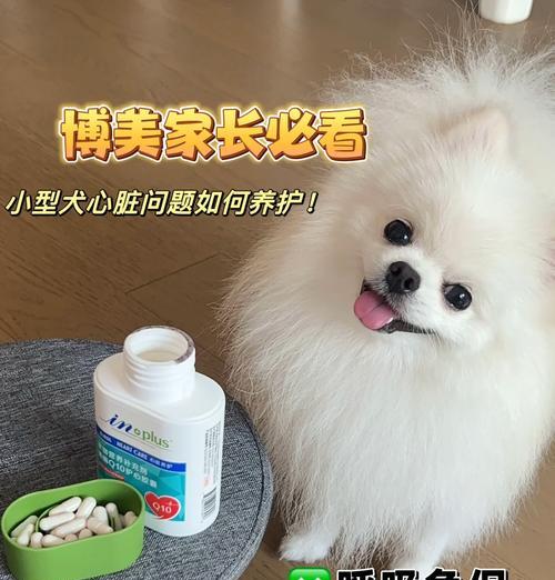 博美的繁殖周期及生小狗时间（揭秘博美的孕育奥秘，了解小狗的诞生时机）