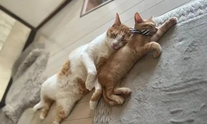 小猫何时与大猫分离？（探讨小猫与大猫分离的最佳时机）