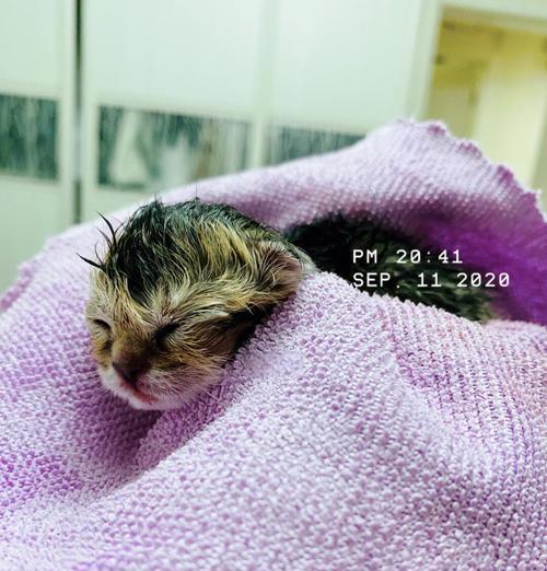 如何判断猫咪是否难产？（了解猫咪难产的征兆与应对方法）