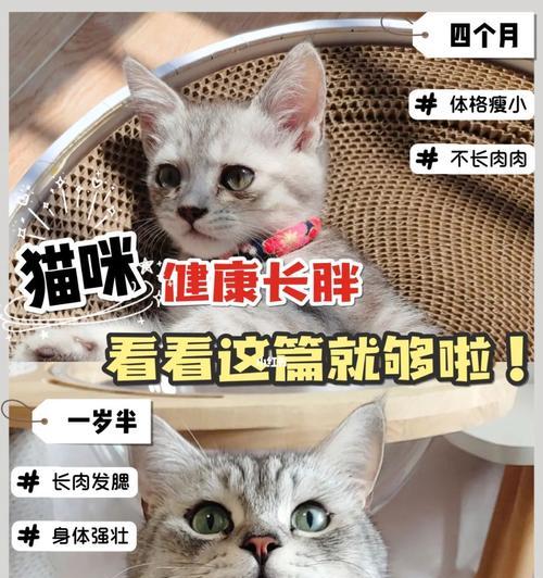 猫如何正确饮食以肉为主（探索猫咪理想饮食的频率和健康）