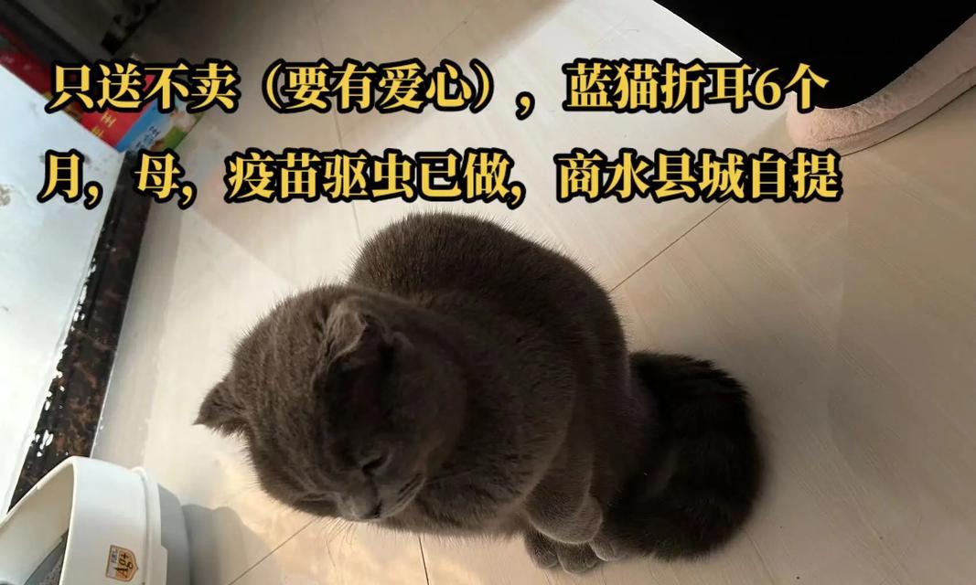 蓝猫疫苗接种时间及注意事项（蓝猫疫苗接种的必要性及保护宠物健康的关键）
