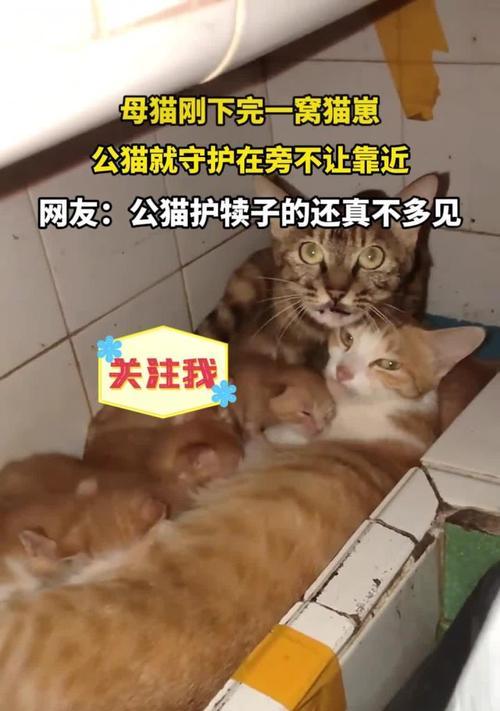 母猫下崽后奶液生成的时间及关键因素研究（探究母猫下崽后奶液生成的时间以及影响因素）