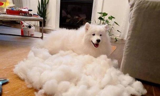 以萨摩耶多久变猴子脸？（解析萨摩耶狗独特的变化过程，探讨原因和周期。）