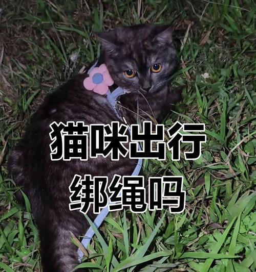 猫咪出行之道（探寻猫咪出行的难题与解决方案）