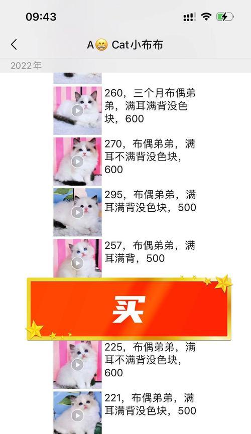 英国短毛猫品相指南（解决您的英短识别烦恼，让您轻松辨别英国短毛猫的品相优势）