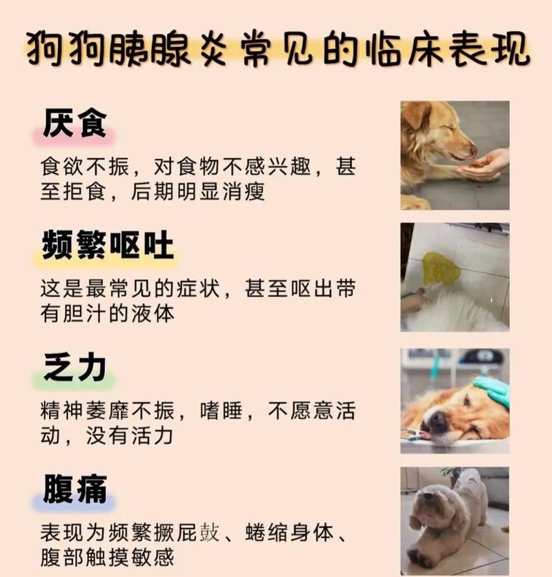狗狗胰腺炎的治疗时长（了解胰腺炎的治愈过程及关键因素）