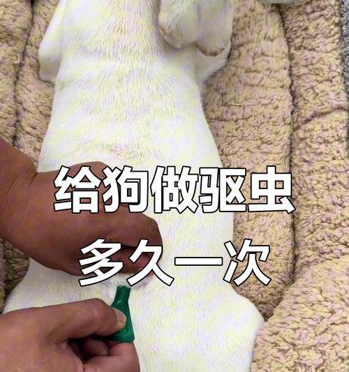 两个月大的狗需要多久驱虫一次？（探究两个月大狗适合的驱虫频率和方法）