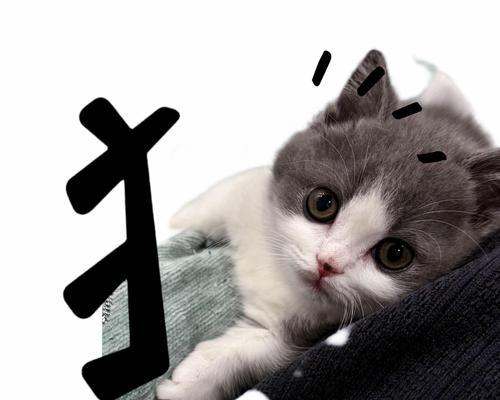 选择养猫的首选（追求宠物伴侣的理想之选，这些猫种成为了首选）