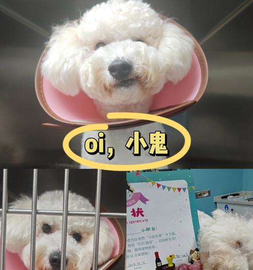 狗狗绝育的恢复时间及注意事项（探究狗狗绝育手术后恢复所需的时间和护理要点）