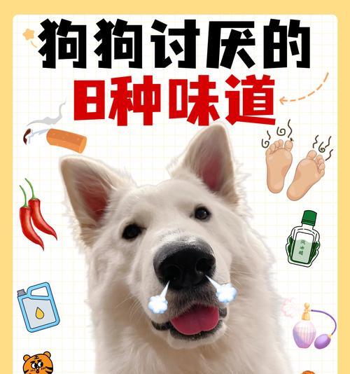狗狗饮食安全警示！这8种食物严禁喂养（狗主人必看，避免给爱宠带来伤害！）