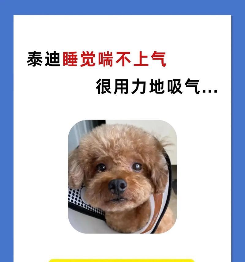 泰迪宠物为何爱睡觉不爱动？（探究泰迪宠物睡觉习惯的原因及解决办法）